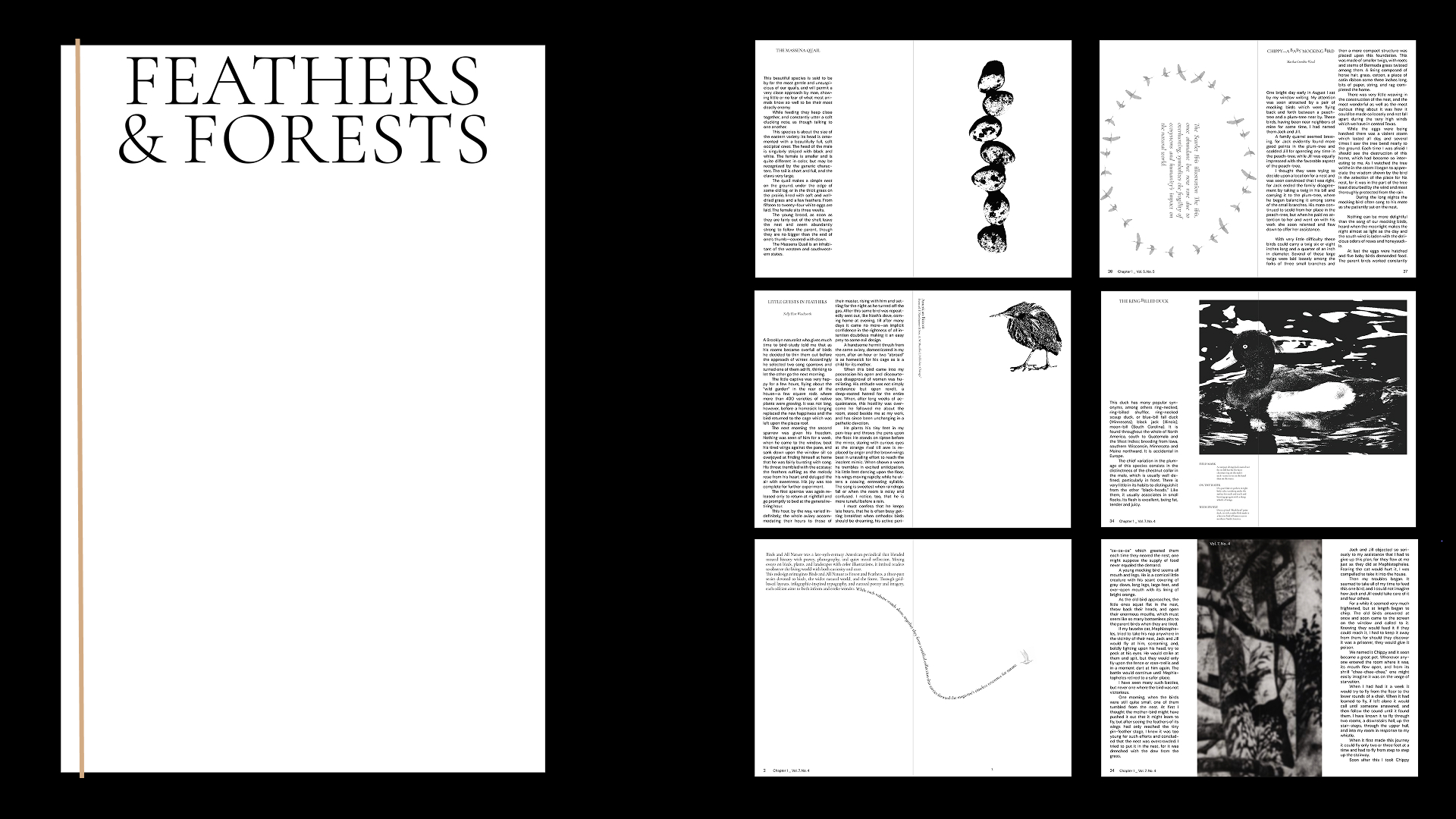 Feathers & Forests